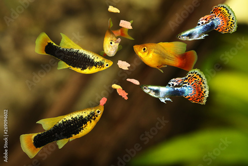 Photography Feeding  aquarium fish eating flake food swarm feeding tetra aquarium fish
