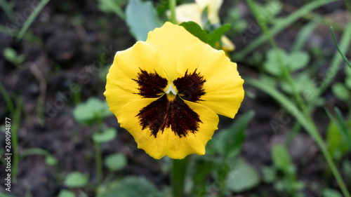 Pansies flower colorful plant garden flora