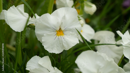 Pansies flower colorful plant garden flora