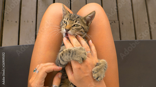 POV: Petting a cute kitten on your lap while it playfully bites your fingers.