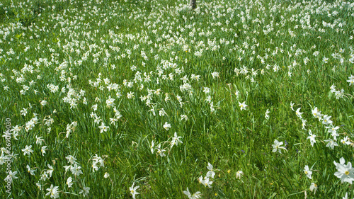 Stunning shot of a picturesque field in the Alps filled with white daffodils.