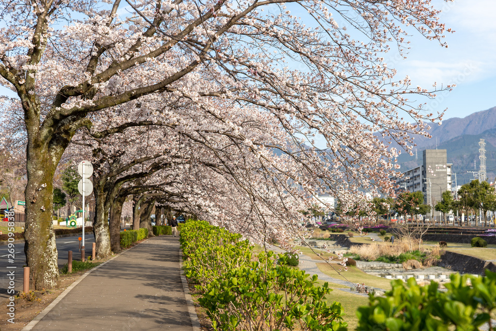 お花見