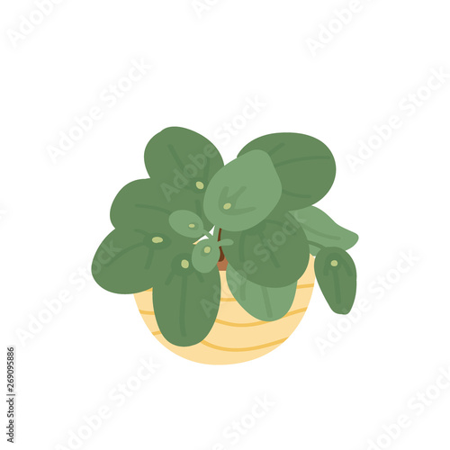 Chinese Money Plant