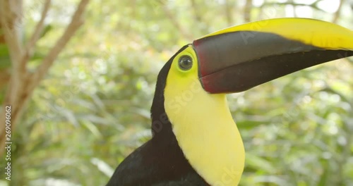 Toucan in the Jungle 