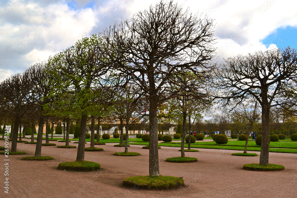 alley of smoothly trimmed trees in the Park