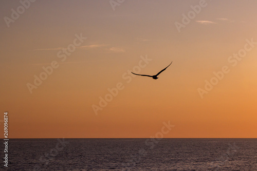 Seagulls fly over the sea at sunset in Italy