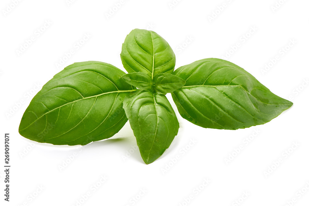 Fresh basil leaves, close-up, isolated on white background Fresh basil leaves, close-up, isolated on white background