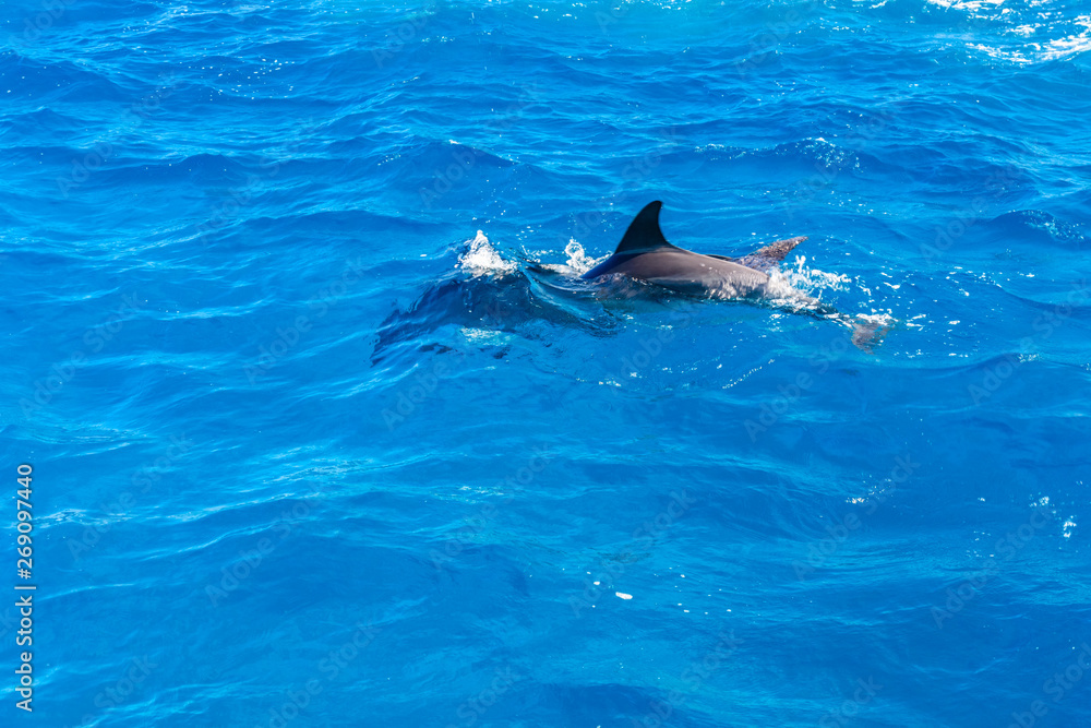 Fototapeta premium Dolphins in Red sea not far from the Hurghada city, Egypt