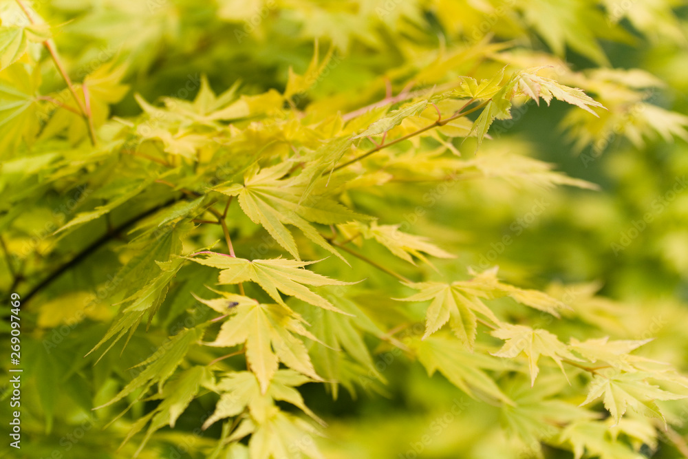 Green Japanese maple leaves on blurred background Green Japanese maple leaves on blurred background