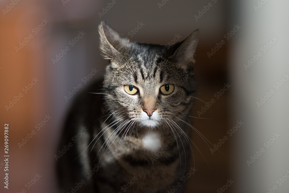 portrait of a tabby domestic shorthair cat illuminated by sunlight