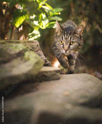 tabby domestic shorthair cat hunting in the bushes