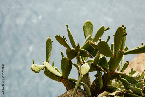 Opuntia Cactus in front of the Mediterranean Sea