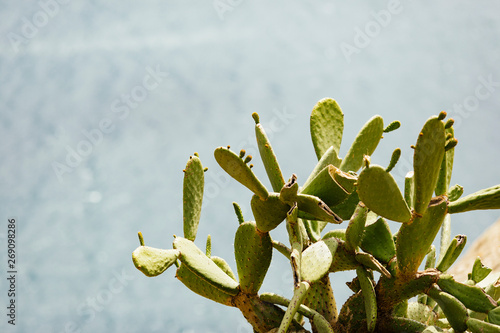 Opuntia Cactus in front of the Mediterranean Sea