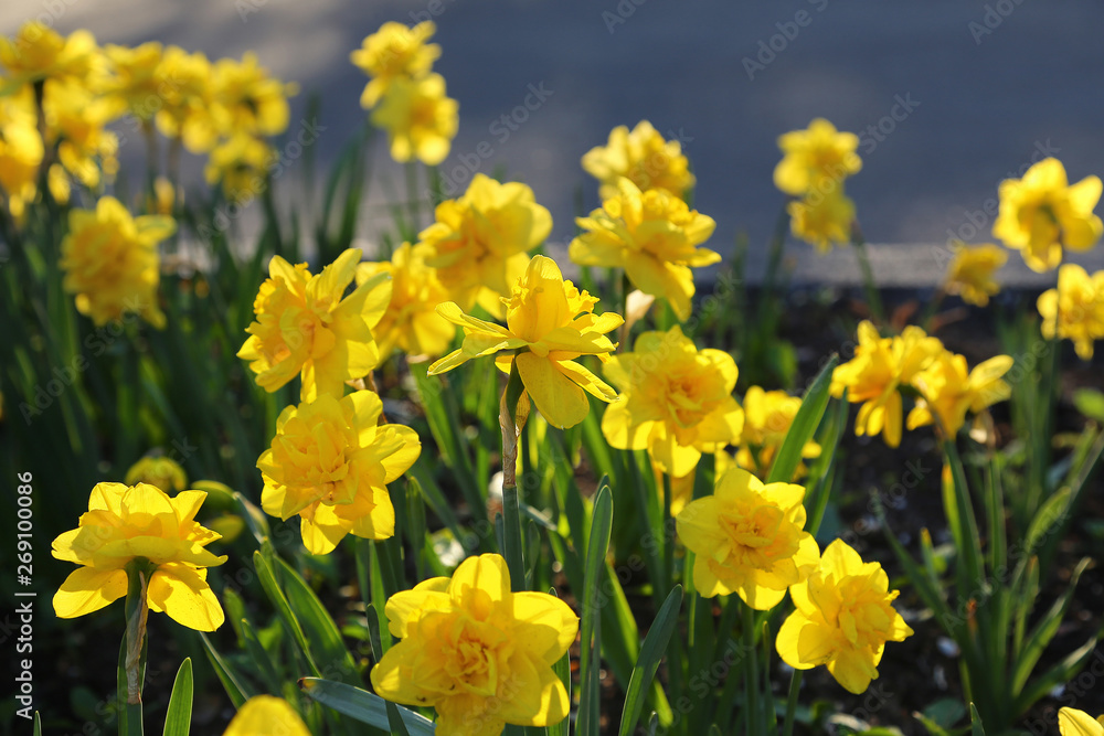 Obraz premium Beautiful yellow Daffodils