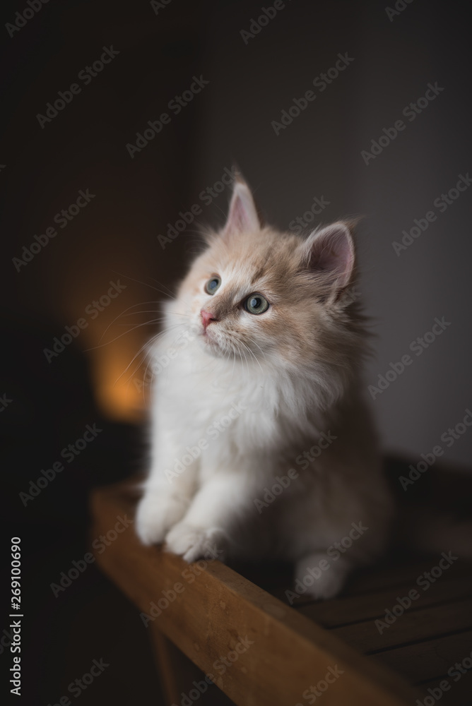 playful red cream colored maine coon kitten standing on a wooden tablet looking into the light source