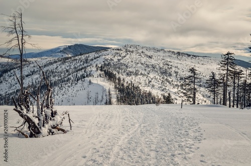 Beautiful winter fairytale landscape. Snow capped trees and slopes in the Polish mountains.