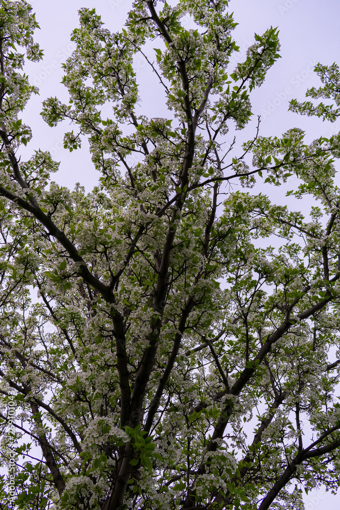 Obraz premium White Flowers. Springtime flowers. Pear tree flowers. Blooming white flowers in the springtime.