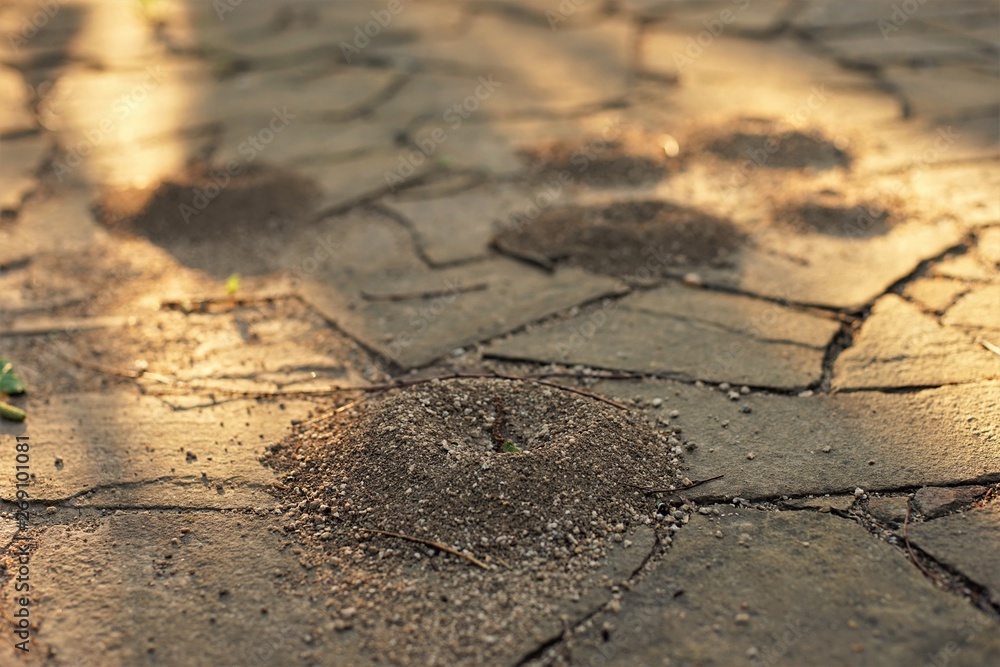 Obraz premium Small nests of ants in the stone floor of wild tiles in the sunny courtyard.