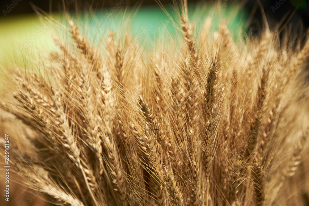Ear of barley background, agriculture concept. Plant Ear of barley background, agriculture concept. Plant