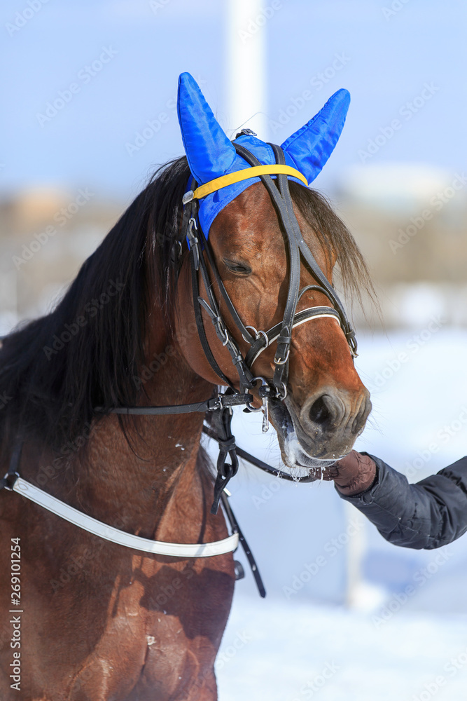 Obraz premium portrait of a horse in winter, the nose is steam, blue cap on the ears