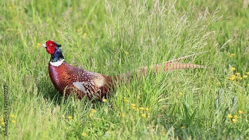 Wallpaper Mural Colorful pheasant walking in the nature Torontodigital.ca