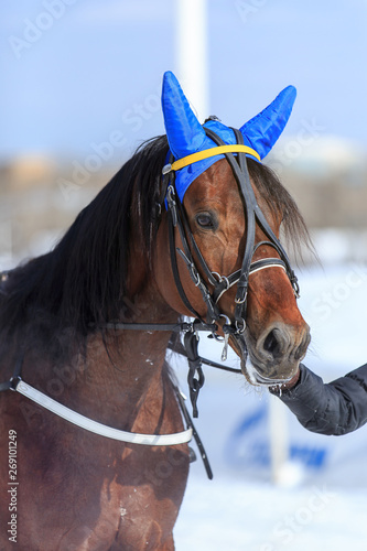 portrait of a horse in winter, the nose is steam, blue cap on the ears
