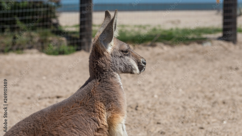 Fototapeta premium Kangaroo found at a rural hobby farm