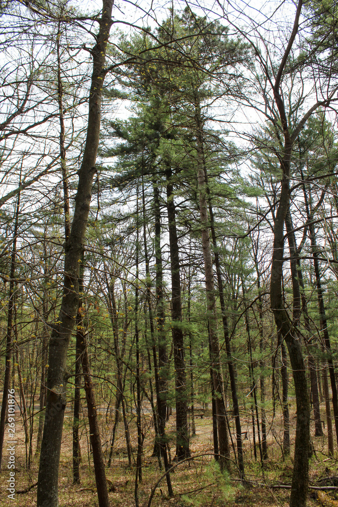 strange leaning crooked trees in forest strange leaning crooked trees in forest