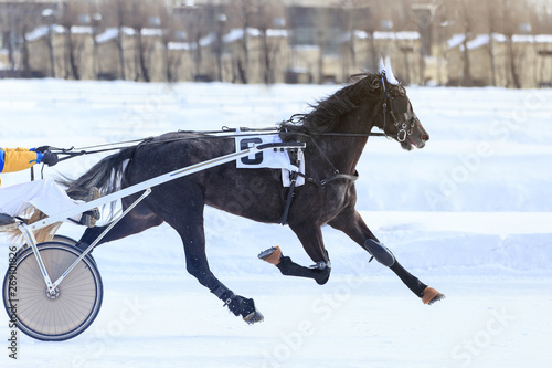 horse racing jockey, winter race trot on the racetrack