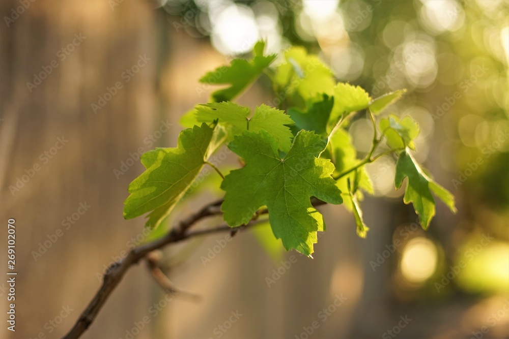 Grape leaves on the branch of the sunset Grape leaves on the branch of the sunset