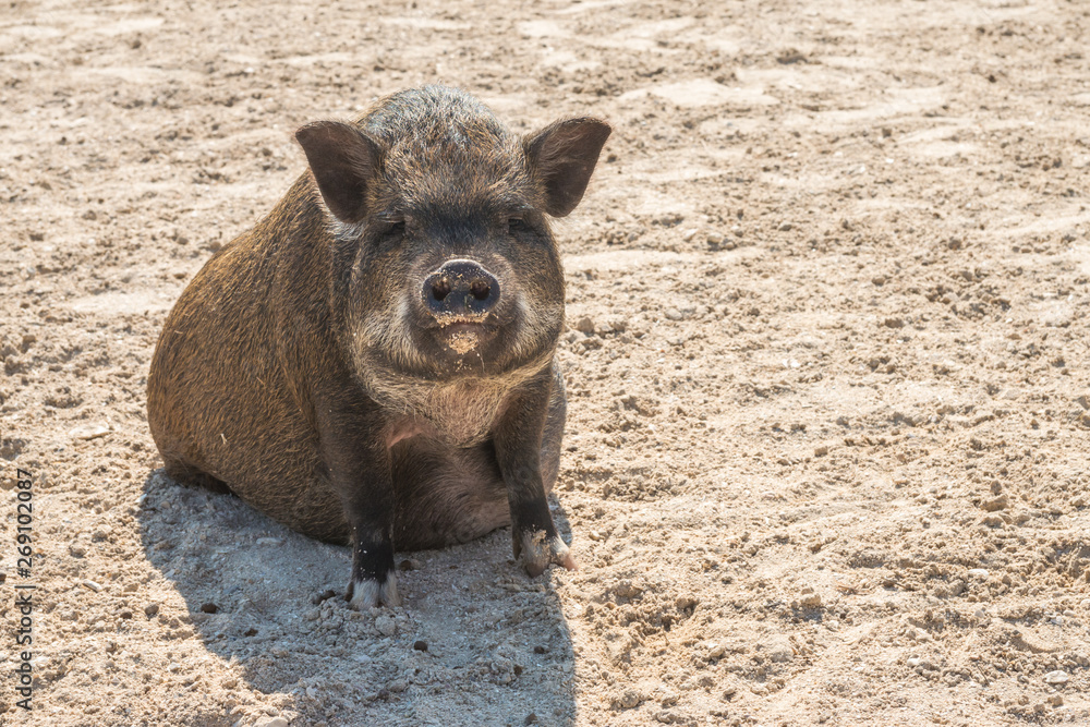 Fototapeta premium Pot bellied pig at a hobby farm