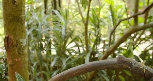 Toucan in Jungle Flies Away