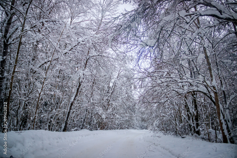 The road in the winter forest. Snow picture. Branches of trees in the snow hang over the road. The road in the winter forest. Snow picture. Branches of trees in the snow hang over the road.