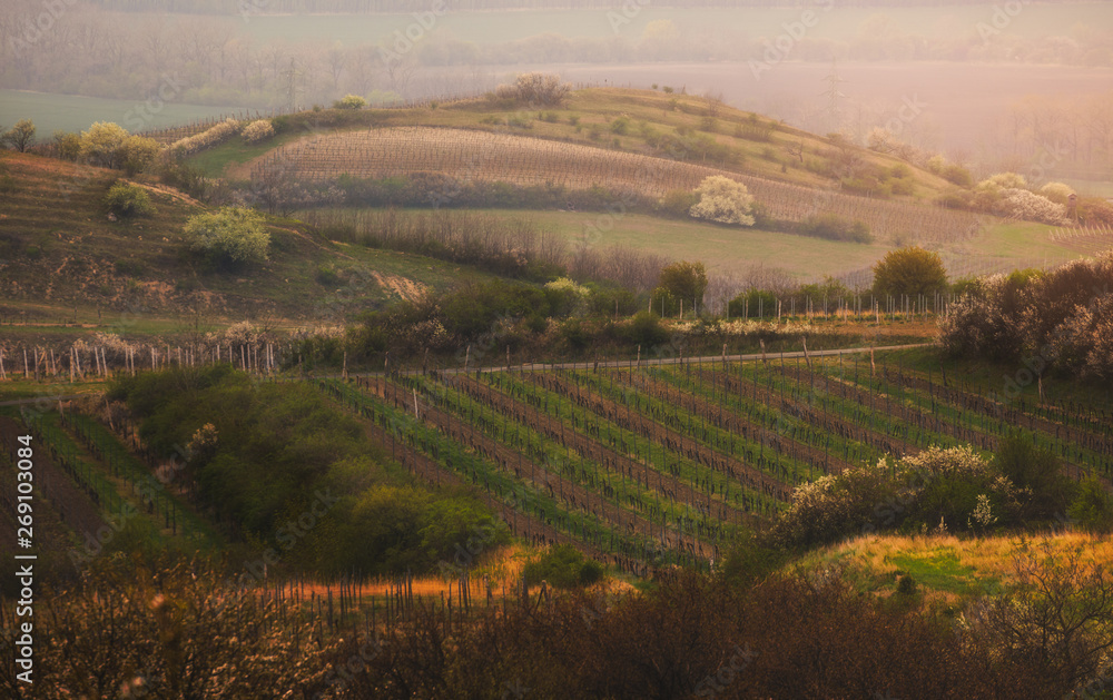 Fototapeta premium Detail of Moravian Rural Green Hilly Landscape near Mikulov, Czech Republic