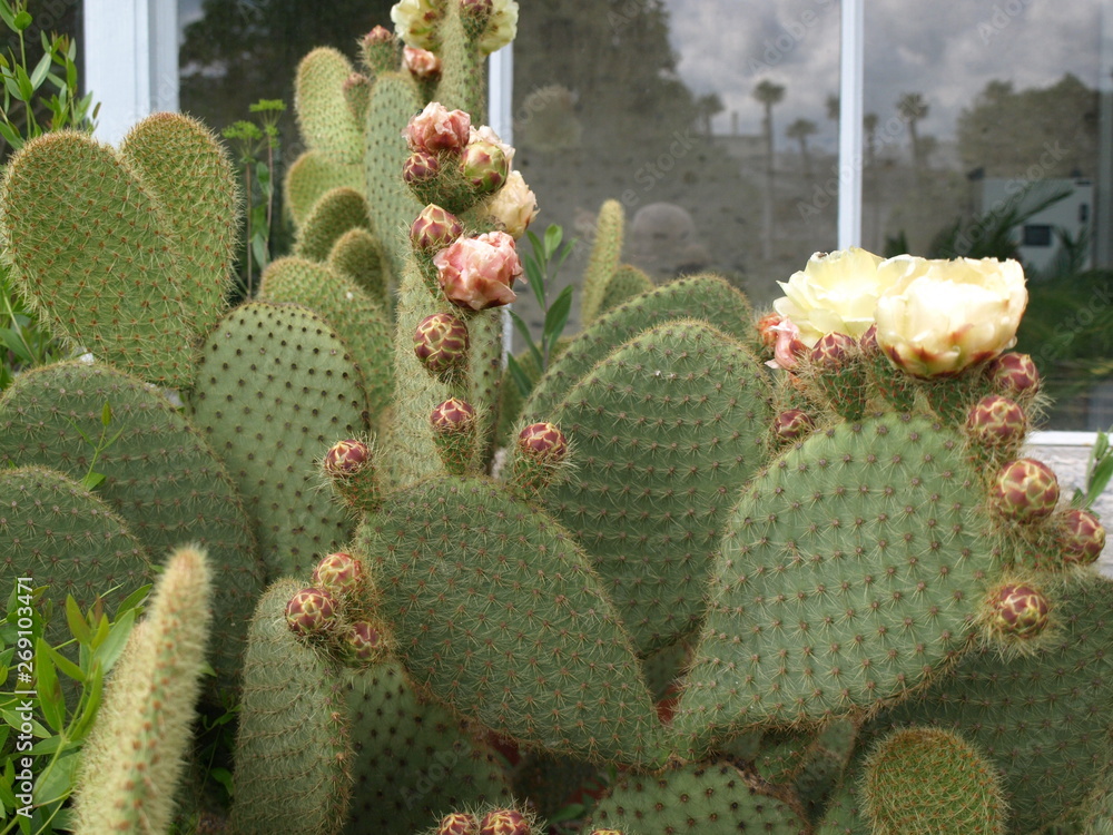 Opuntia microdasys rufida Cactus raquettes Opuntia microdasys rufida Cactus raquettes