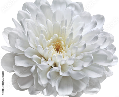 Tableau sur toile Flower open white chrysanthemum with a yellow core close-up