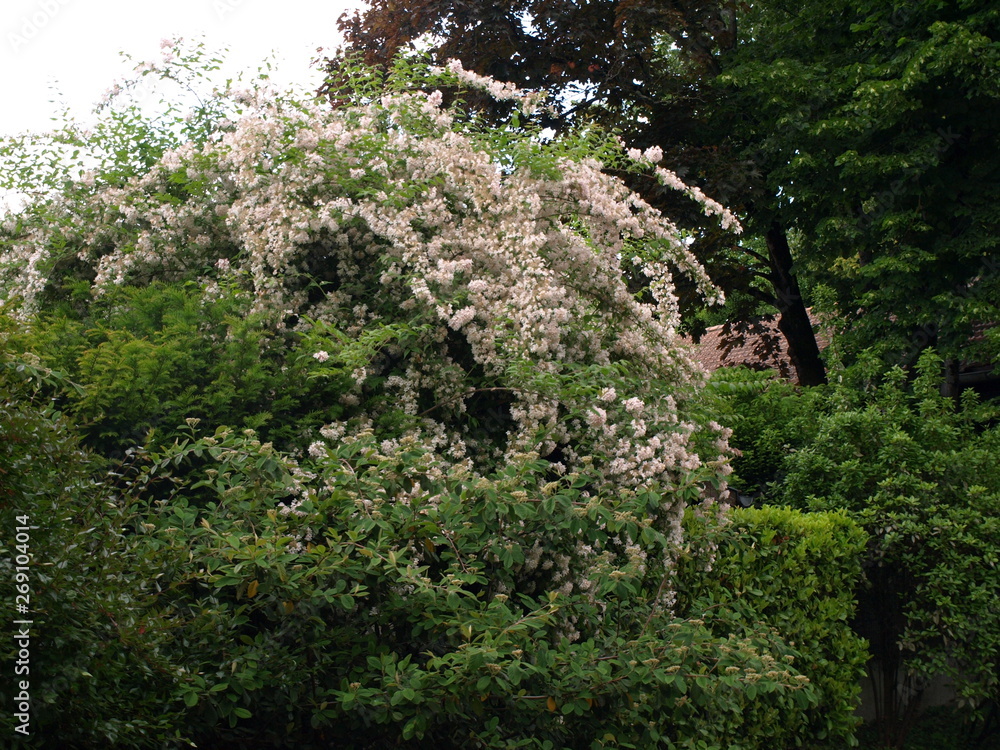Kolkwitzia amabilis Buisson de beauté