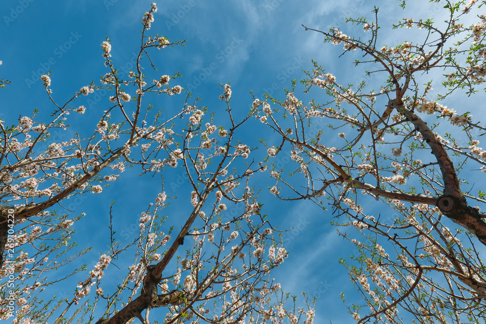 Beautiful white almond flowers on almond tree branch in spring Italian garden, Sicilia. Beautiful white almond flowers on almond tree branch in spring Italian garden, Sicilia.