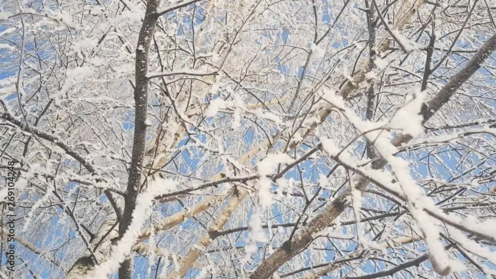 Birch trees covered in snow in winter Birch trees covered in snow in winter