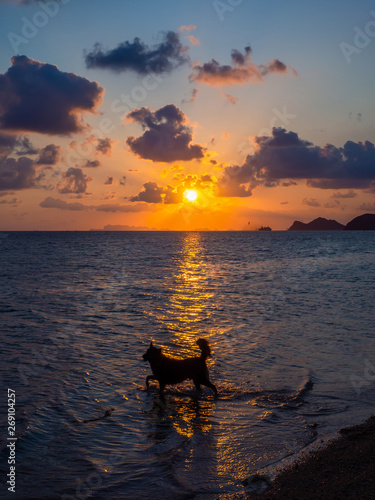 Silhouette of a dog and flying kites on the background of the setting sun and clouds. Koh Phangan. Thailand