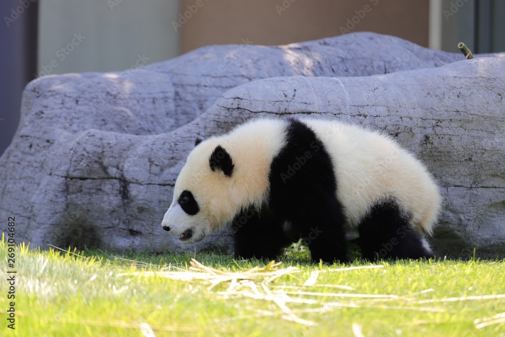 Obraz premium パンダ