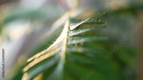 Biophytum sensitivum leaf close-up, macro, real time. Rapid plant movement. Touching with tweezers to the villi on the sheet leads to immediate folding of the leaves.From touching the leaves fold photo