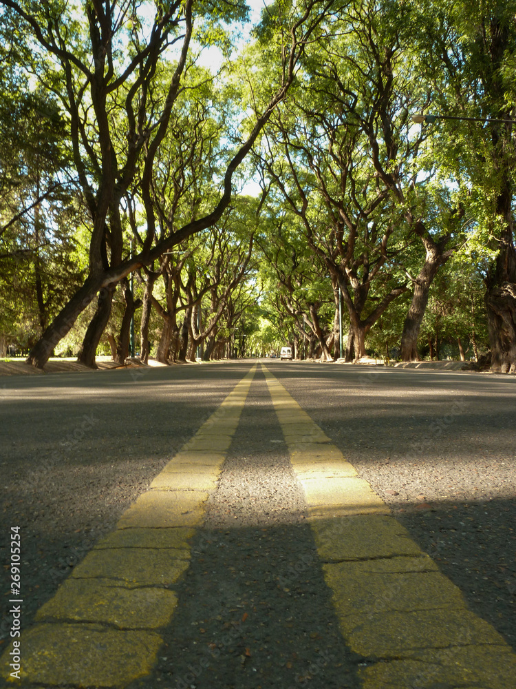 Street and trees in Mendoza Argentina