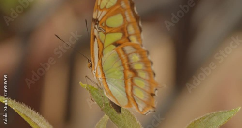 Jungle Butterfly