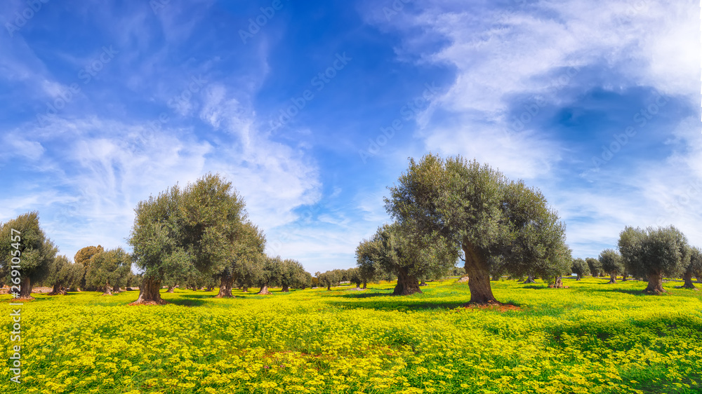Plantation with many old olive trees and yellow blossoming meadow