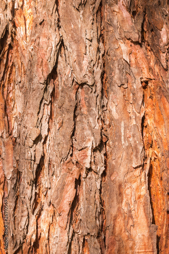close-up of pine tree bark - textured background