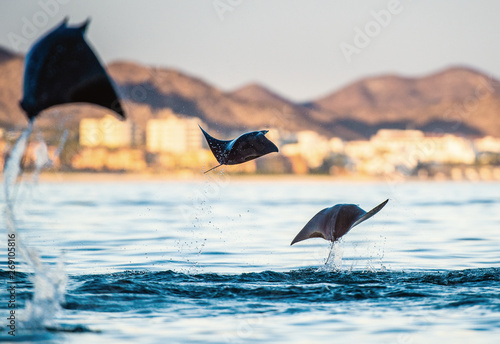 Mobula ray jumping out of the water. Mobula munkiana, known as the manta de monk, Munk's devil ray, pygmy devil ray, smoothtail mobula, is a species of ray in the family Myliobatida. Pacific ocean photo