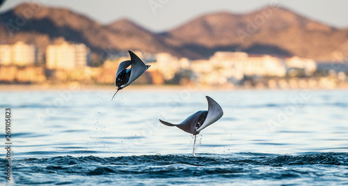 Mobula ray jumping out of the water. Mobula munkiana, known as the manta de monk, Munk's devil ray, pygmy devil ray, smoothtail mobula, is a species of ray in the family Myliobatida. Pacific ocean photo