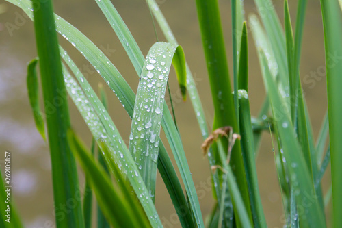 Water drops on the green grass