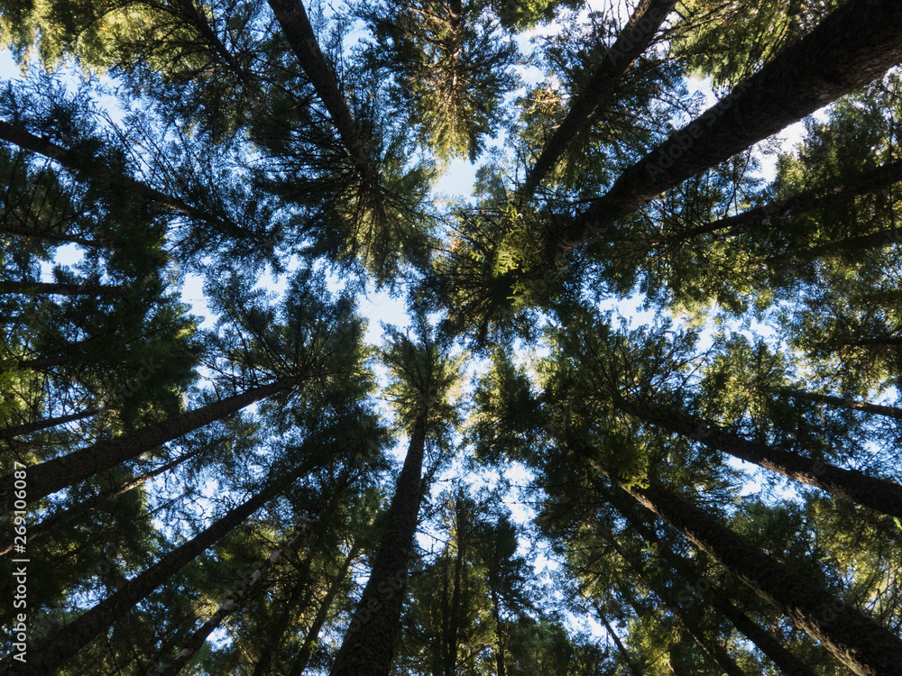 Fototapeta premium Trees in the Pacific Northwest